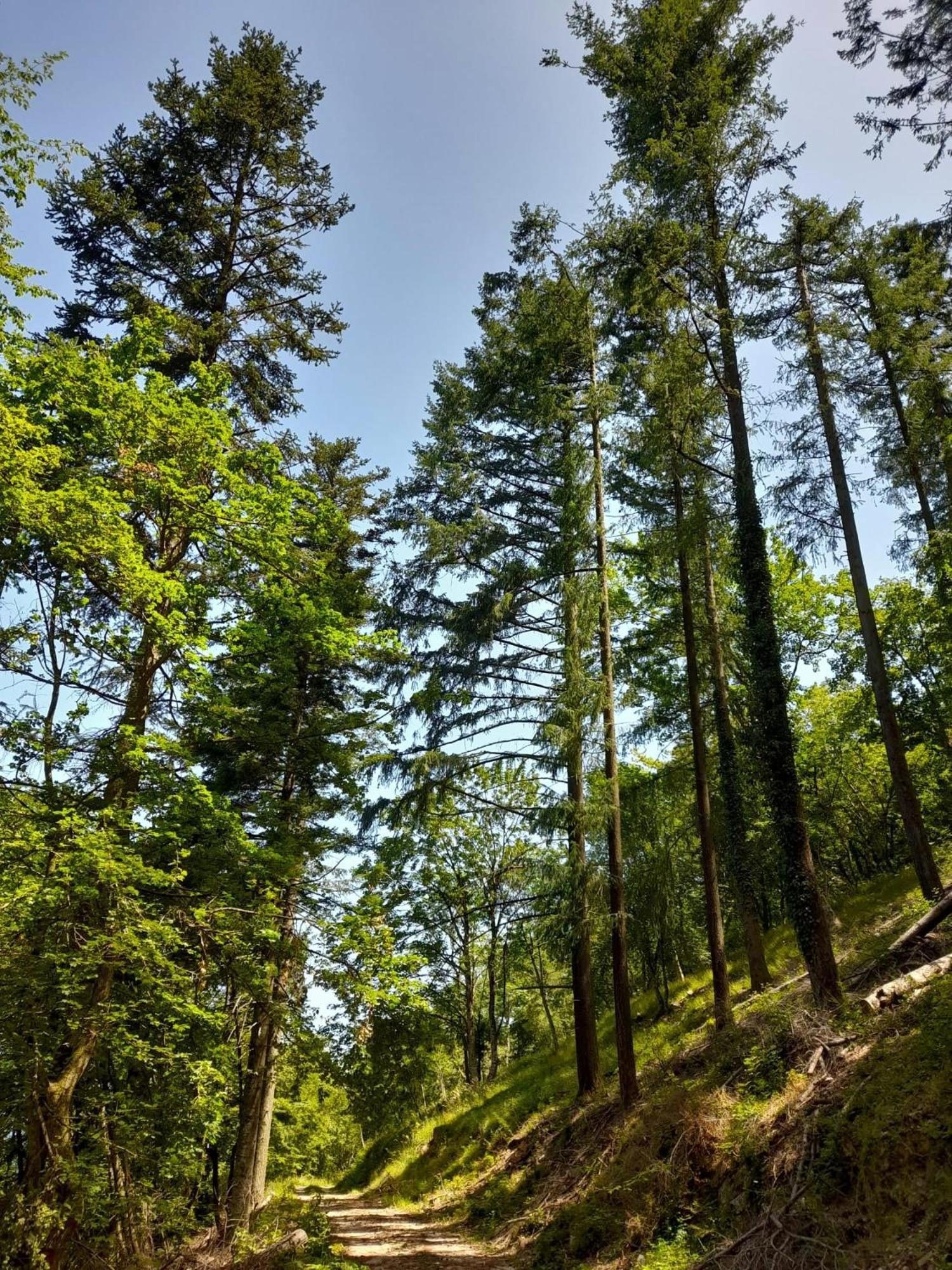 艾尔森地罗住宿加早餐旅馆 阿西西 外观 照片